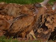 Gyps fulvus