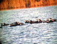 Phalacrocorax carbo