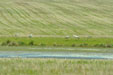 Grus grus
