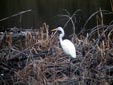Egretta alba