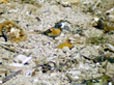 Fringilla montifringilla