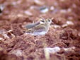 Pluvialis apricaria