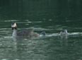 Podiceps cristatus