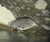 Nycticorax nycticorax