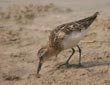 Calidris minuta