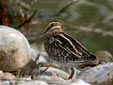 Gallinago gallinago