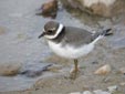 Charadrius hiaticula