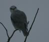 Elanus caeruleus