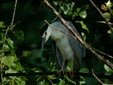 Nycticorax nycticorax