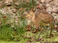 Ardea purpurea
