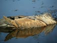 Ardea purpurea