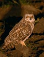 Asio flammeus