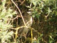 Nycticorax nycticorax