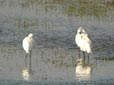 Platalea leucorodia