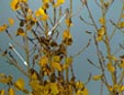 Fringilla montifringilla