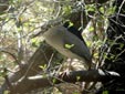 Nycticorax nycticorax
