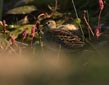 Calidris melanotos