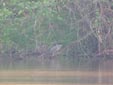 Nycticorax nycticorax