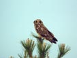 Asio flammeus