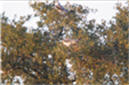 Elanus caeruleus