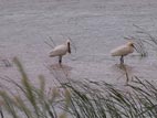 Platalea leucorodia