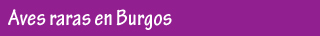 Aves raras en Burgos