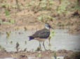 Vanellus vanellus