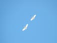 Platalea leucorodia