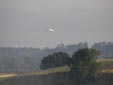 Egretta alba