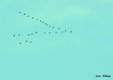 Grus grus