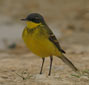 Motacilla flava thunbergi