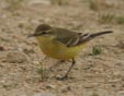 Motacilla flava flavissima