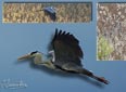 Ardea cinerea (detalle)