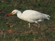 Bubulcus ibis