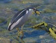 Nycticorax nycticorax