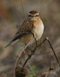 Saxicola rubetra