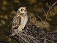 Asio flammeus