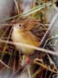 Cisticola juncidis