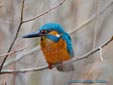 Alcedo atthis