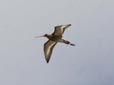 Limosa limosa