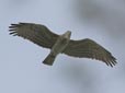 Circaetus gallicus