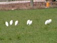 Bubulcus ibis