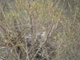 Ardea cinerea