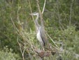 Ardea cinerea