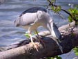 Nycticorax nycticorax