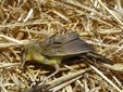 Locustella naevia