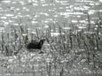 Fulica cristata