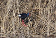 Porphyrio porphyrio