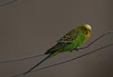 Melopsittacus undulatus