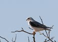 Elanus caeruleus